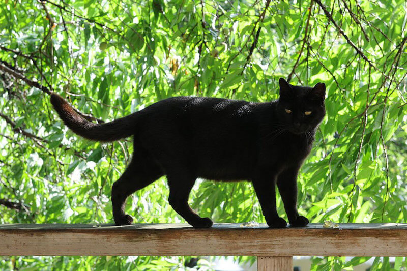 Watch Out For That Black Cat While You Walk Under The Ladder On Friday The 13th Watch Out For That Black Cat While You Walk Under The Ladder On Friday The 13th