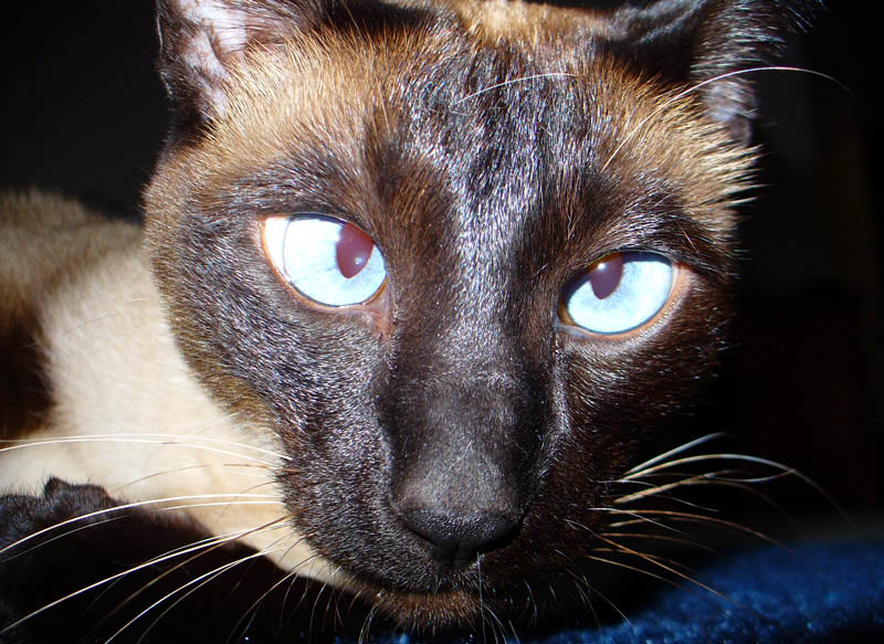 18 Things The Cat Of A 20 Year Old Is Thinking 18 Things The Cat Of A 20 Year Old Is Thinking