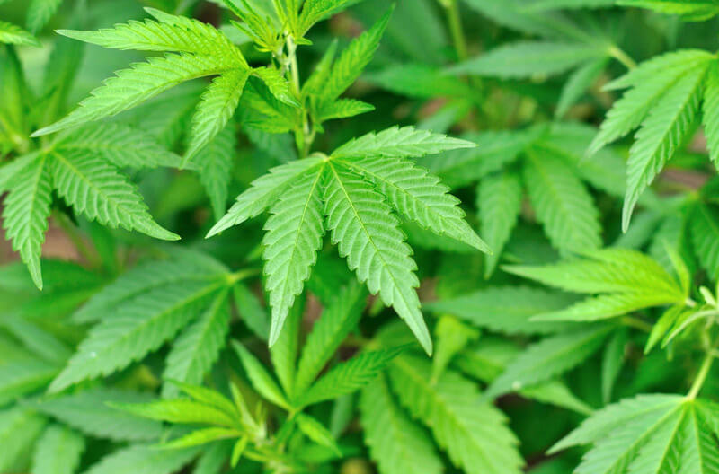 Colorado and the Legalization of Marijuana Colorado and the Legalization of Marijuana