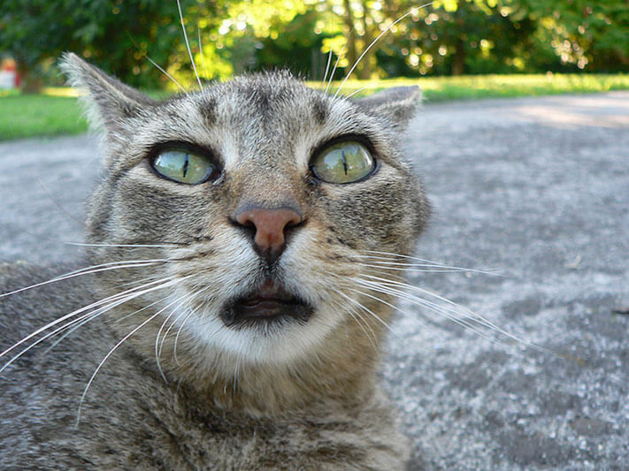15 Cats That Appear To Have Substance Abuse Problems 15 Cats That Appear To Have Substance Abuse Problems