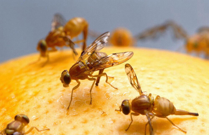 Fruit Flies Used to Help Autism