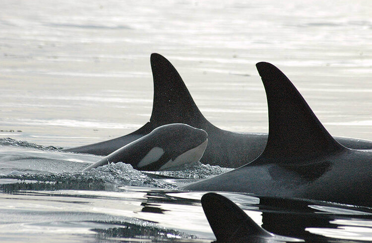 Killer Whales, Great White Sharks, and a Father Figure: Building a Better Society