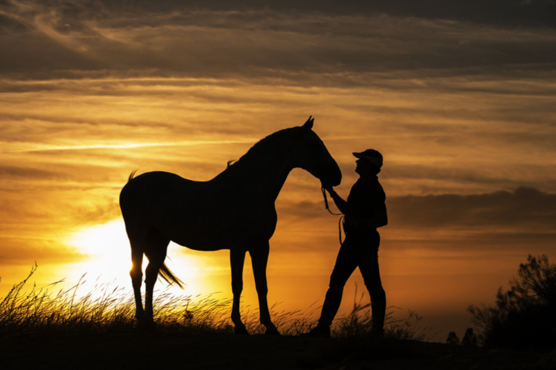 Strengthening Human Relationships Through Horses
