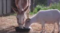 A Goat And Donkey Show Us The Importance Of Friendship